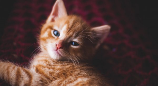 Cicahoroszkóp - A Te macskádra is illik?