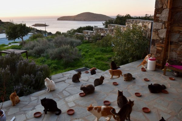 Álomállás cicabarátoknak: macskasimogatót keresnek egy gyönyörű görög szigetre!